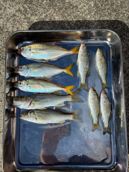 昨日よりダメ！