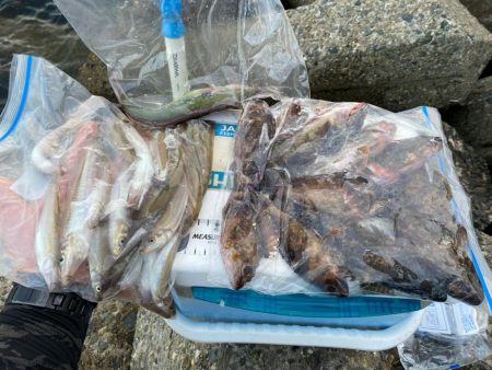 シロギスタの10種達成トリプルG