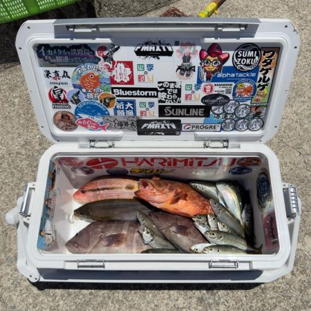 根魚/落とし込み