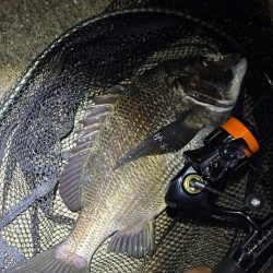 大阪ライトゲーム