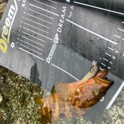 ロックフィッシュデイ