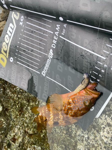 ロックフィッシュデイ