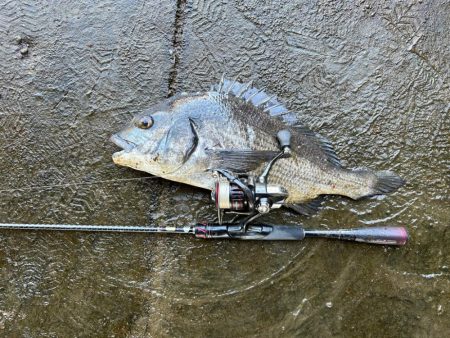 チニング、、、？