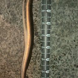 淡路島初夏の名物