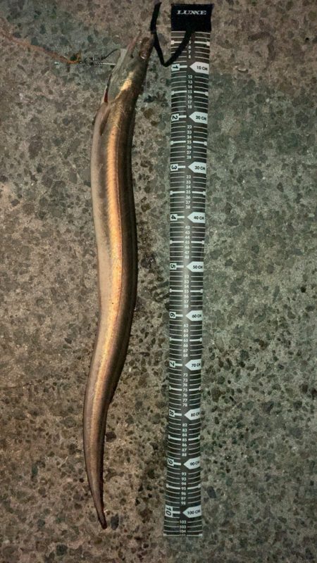 淡路島初夏の名物