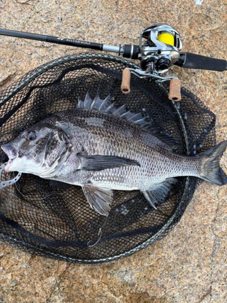 チニングとライトゲーム