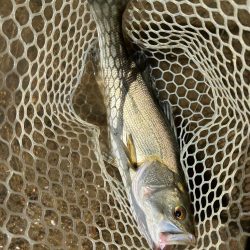 チニングやけど…