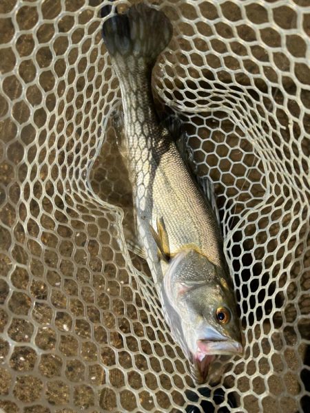 チニングやけど…