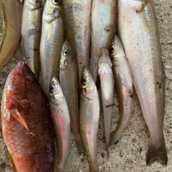 ちょい投げキス釣り