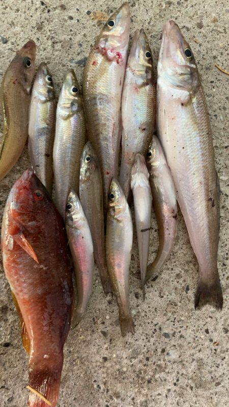 ちょい投げキス釣り