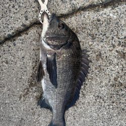 エビ撒きチヌ好調です