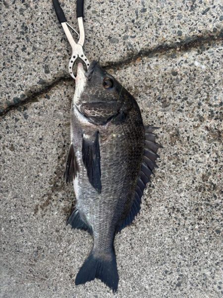 エビ撒きチヌ好調です