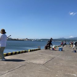 しめ鯖用のデカサバを求めて