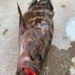 デイアコウがんばる・・・アコウ２