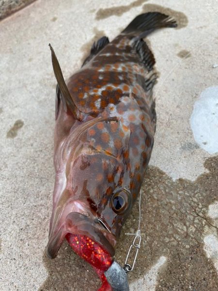 デイアコウがんばる・・・アコウ２