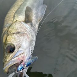 リバーシーバス