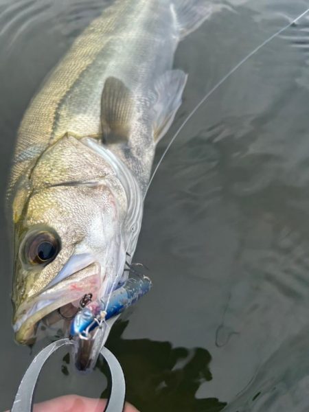 リバーシーバス