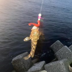 カサゴとキジハタ