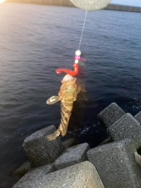 カサゴとキジハタ