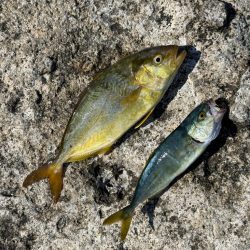 プチ磯デビュー