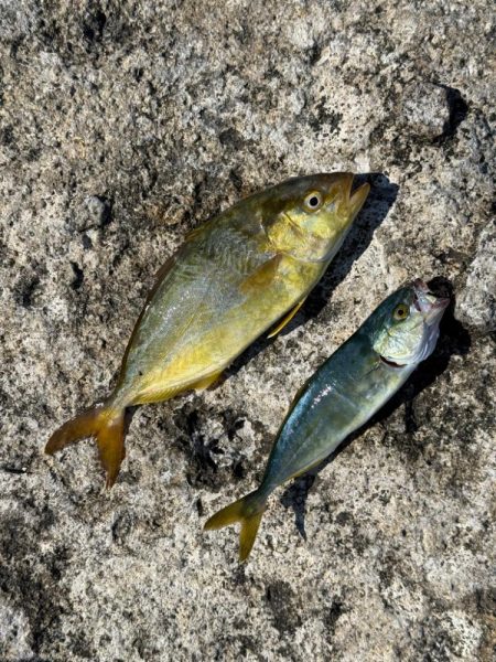 プチ磯デビュー