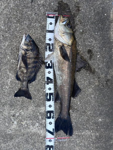 エビ撒きでスズキ釣れました