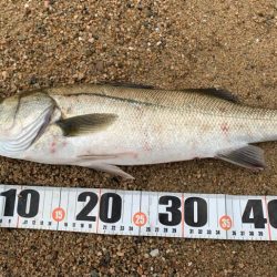 ハク、イナッコパターンシーバス