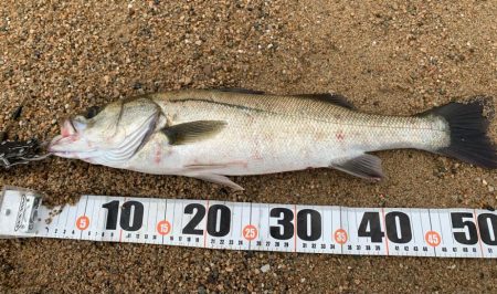 ハク、イナッコパターンシーバス