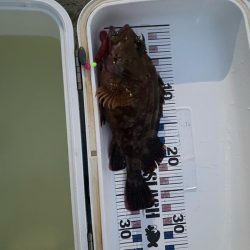 ワームでメジナ