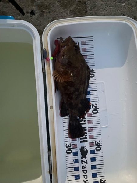 ワームでメジナ