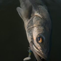 リバーシーバス