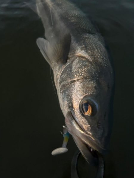 リバーシーバス