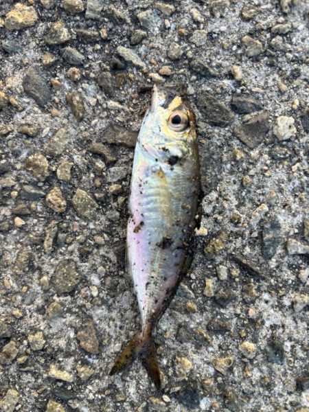 ジグサビキ　11