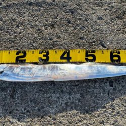 今年初釣果‼️