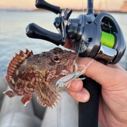 ロックフィッシュ