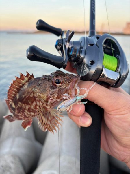 ロックフィッシュ