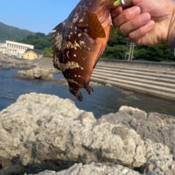 加茂ロックフィッシュ