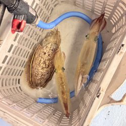 ケンサキイカ/イカメタル・オモリグ