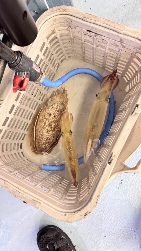 ケンサキイカ/イカメタル・オモリグ