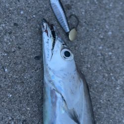 ライトショアジギング