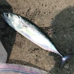 メジカ探しの旅