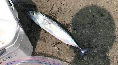 メジカ探しの旅