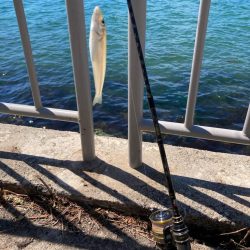 短時間でも十分な釣果出てます!