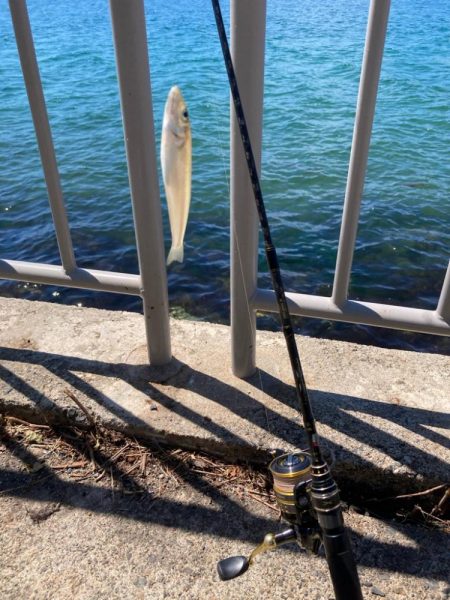 短時間でも十分な釣果出てます!