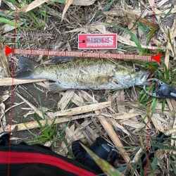 気温35℃！真夏に狙ってきたスモールマウスバス！