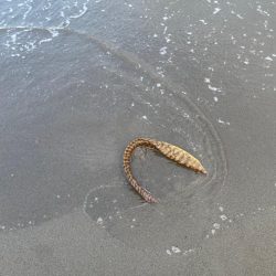 波が高い。難しい。