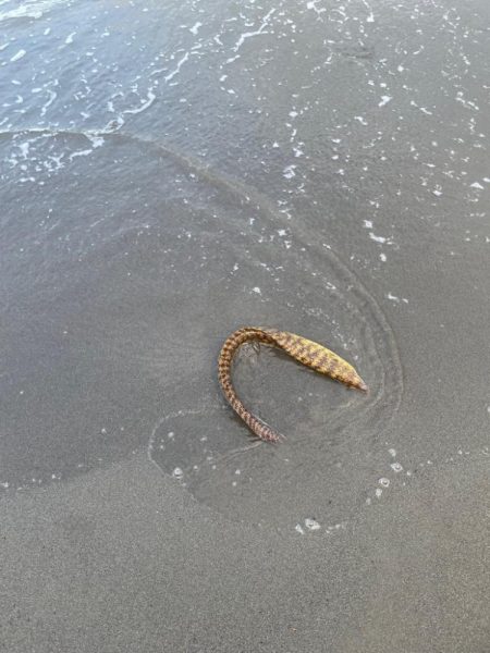 波が高い。難しい。