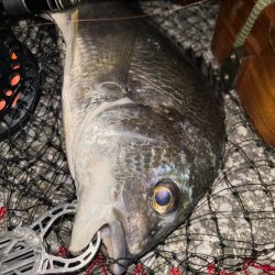 ヘチってきました