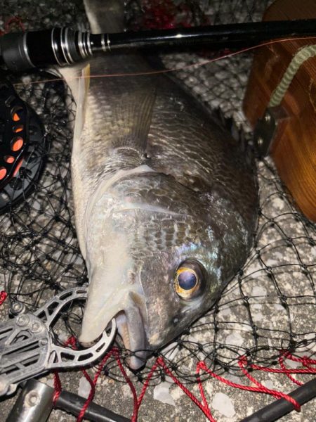 ヘチってきました