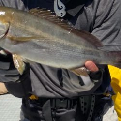 SLJで満足サイズのイサキにアコウ！